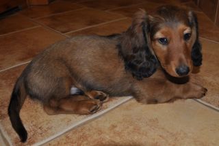 Jamnik d�ugow�osy